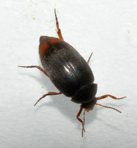 Eucinetus haemorrhoidalis