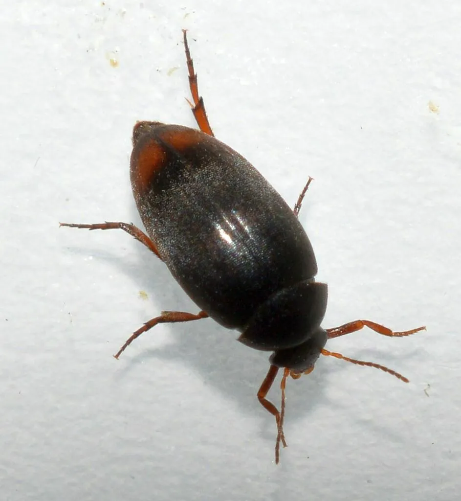 Eucinetus haemorrhoidalis - photo 2