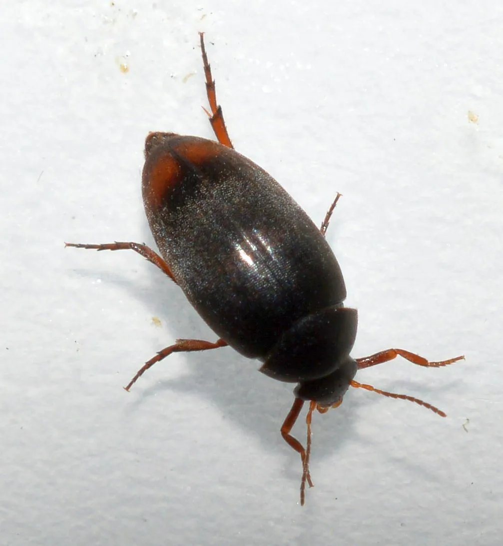 Eucinetus haemorrhoidalis - photo 3