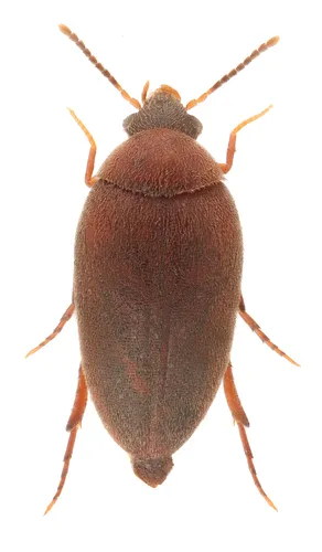 Eucinetus morio