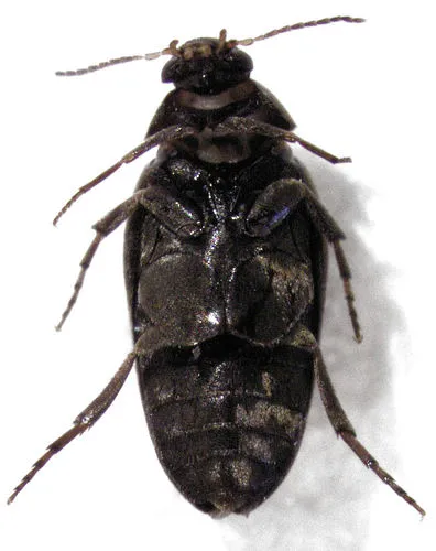 Eucinetus stewarti