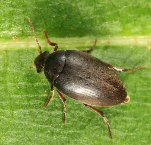 Eucinetus strigosus - photo 2
