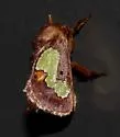Nanina Oak-Slug Moth - Hodges#4697.1