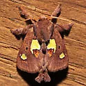 Nanina Oak-Slug Moth - Hodges#4697.1 - photo 3