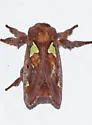 Nanina Oak-Slug Moth - Hodges#4697.1 - photo 4