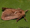 Euclea obliqua - Hodges#4690