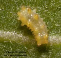 Euclea obliqua - Hodges#4690 - photo 2