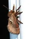 Euclea obliqua - Hodges#4690 - photo 4