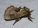 Euclea obliqua - Hodges#4690 - photo 5
