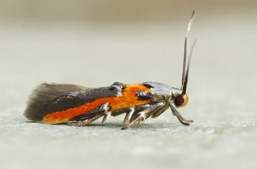 Kermes Scale Moth - photo 4