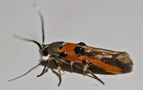 Kermes Scale Moth - photo 5