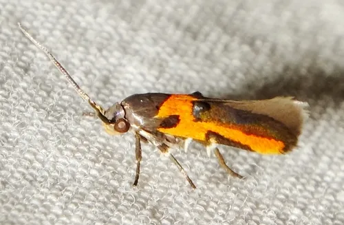 Kermes Scale Moth - photo 6