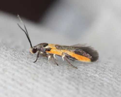 Kermes Scale Moth - photo 7