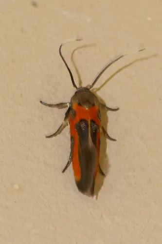 Kermes Scale Moth - photo 8