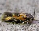 Euclemensia schwarziella - Hodges#1468