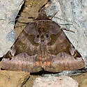 Euclidia ardita - Hodges#8732
