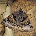 Euclidia ardita - Hodges#8732 - photo 2