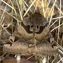 Euclidia ardita - Hodges#8732 - photo 3