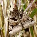 Euclidia ardita - Hodges#8732 - photo 4