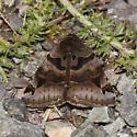 Euclidia ardita - Hodges#8732 - photo 5