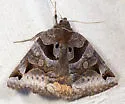 Toothed Somberwing - Hodges#8731 - Euclidia cuspidea