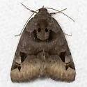 Toothed Somberwing - Hodges#8731 - photo 3