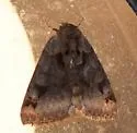 Toothed Somberwing - Hodges#8731 - photo 4