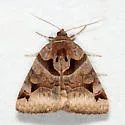 Toothed Somberwing - Hodges#8731 - photo 5