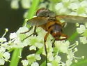 Euclytia flava - photo 2