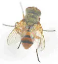 Euclytia flava - photo 4