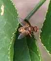 Euclytia flava - photo 5