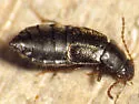 Eucnecosum brachypterum - photo 2