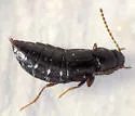 Eucnecosum brachypterum - photo 4