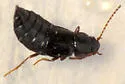 Eucnecosum brachypterum - photo 5