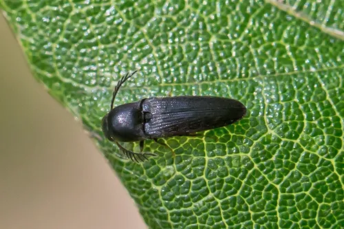False Click Beetles - photo 2