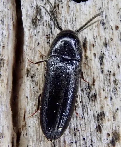 Eucnemis capucina