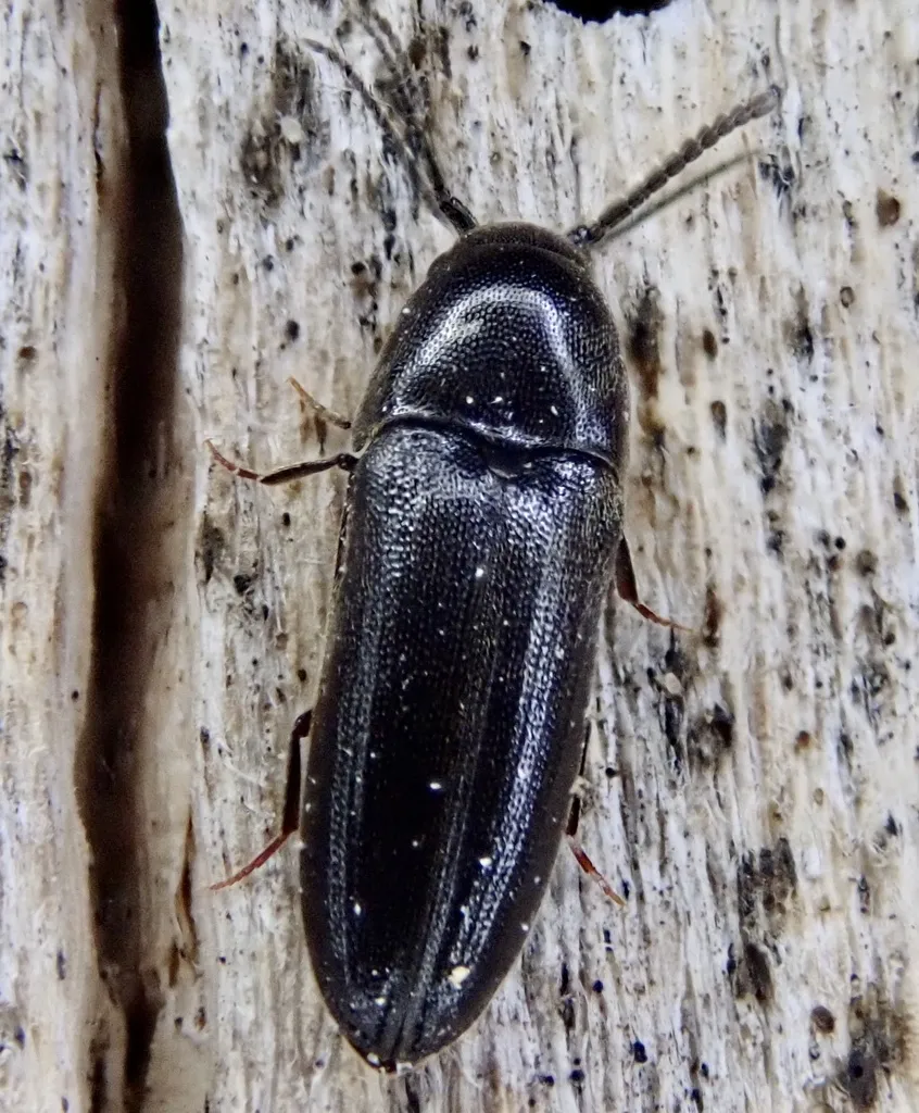 Eucnemis capucina - photo 2