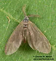 Eucoloneura fragilis - Hodges#0451.1