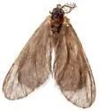 Eucoloneura fragilis - Hodges#0451.1 - photo 2