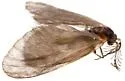 Eucoloneura fragilis - Hodges#0451.1 - photo 3