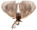 Eucoloneura fragilis - Hodges#0451.1 - photo 4