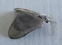Eucoloneura fragilis - Hodges#0451.1 - photo 5