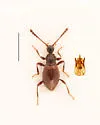 Euconnus clavipes