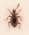 Euconnus comptus - Euconnus comptus