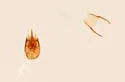 Euconnus comptus - photo 2