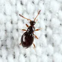 Euconnus fatuus - photo 2