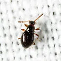 Euconnus fatuus - photo 3