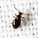 Euconnus fatuus - photo 4