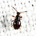 Euconnus fatuus - photo 5