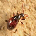 Euconnus flavitarsis - photo 2